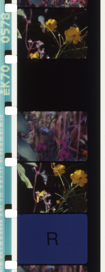 Rose Lowder, Bouquets 31-40 (2014-2022) © Tous droits réservés par l’artiste / Autorisation de Light Cone